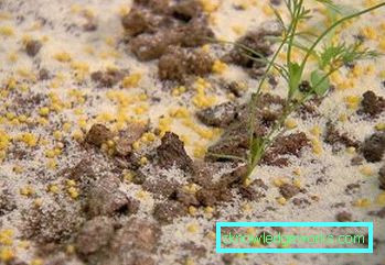 266-Kako se znebiti vrtnih mravljev