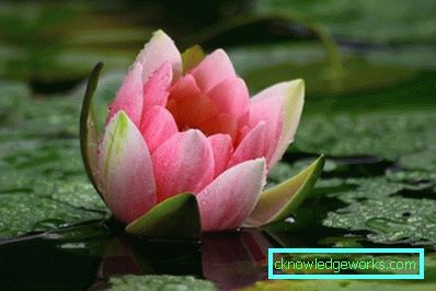 203-Waterlily