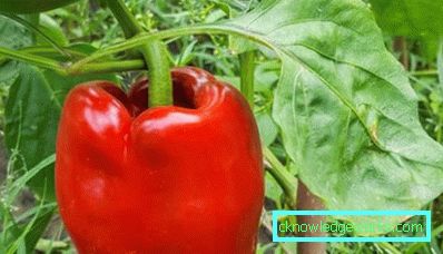 Peper nežnost