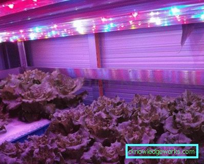 90-LED luči za rastline