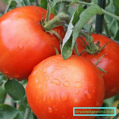 179-Tomato Yamal