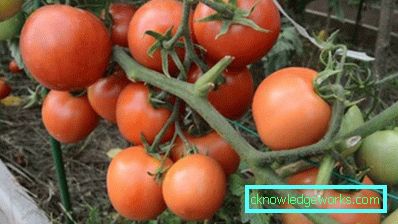179-Tomato Yamal